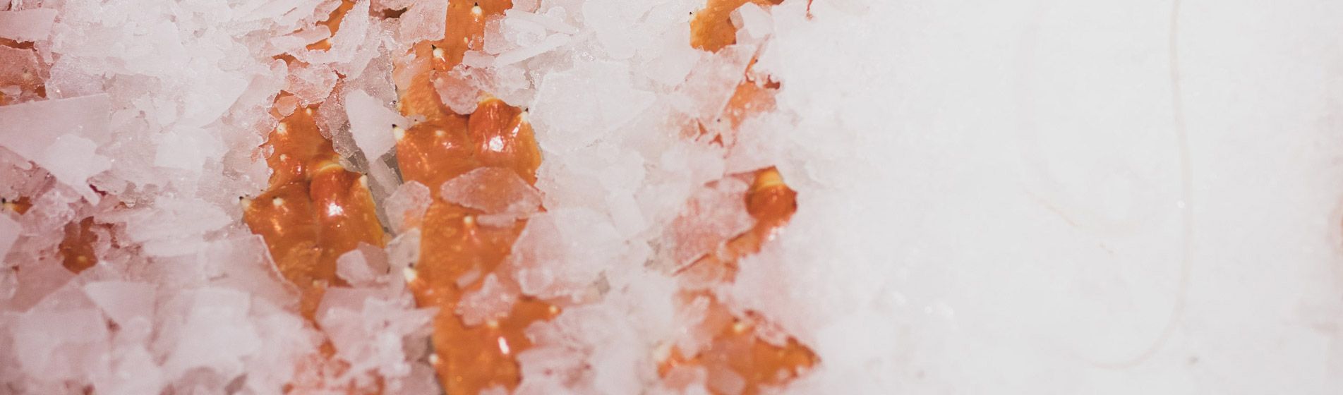 Commander coquillage