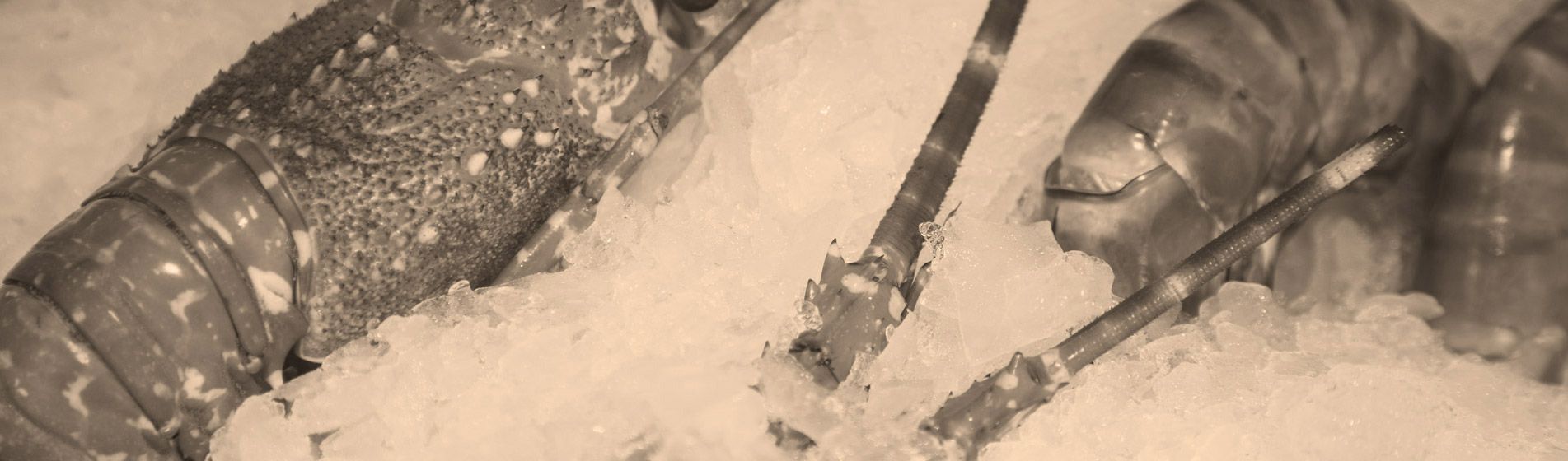 Acheter poisson frais