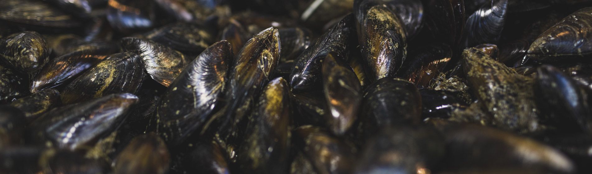 Coquillage midi et soir