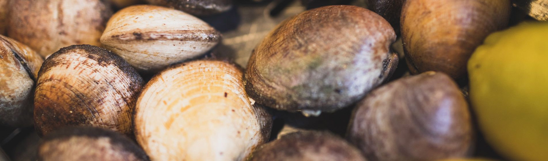 Commander coquillage