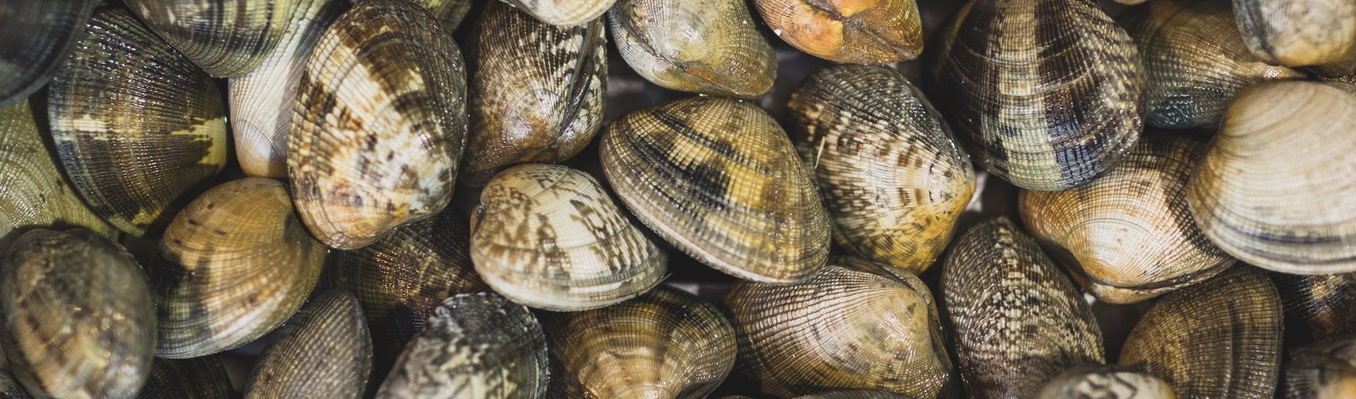 Livraison coquillage midi et soir