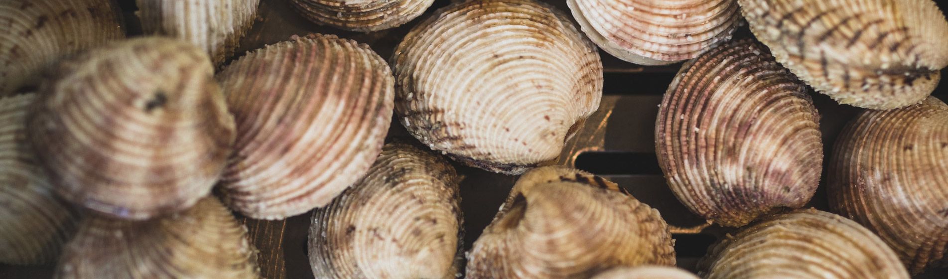 Commander coquillage