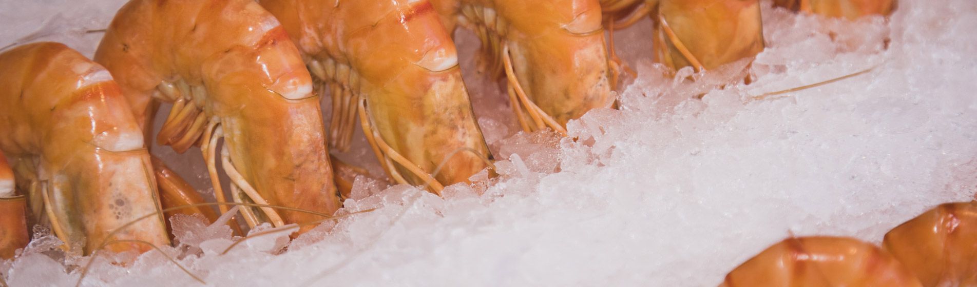 Coquillage midi et soir