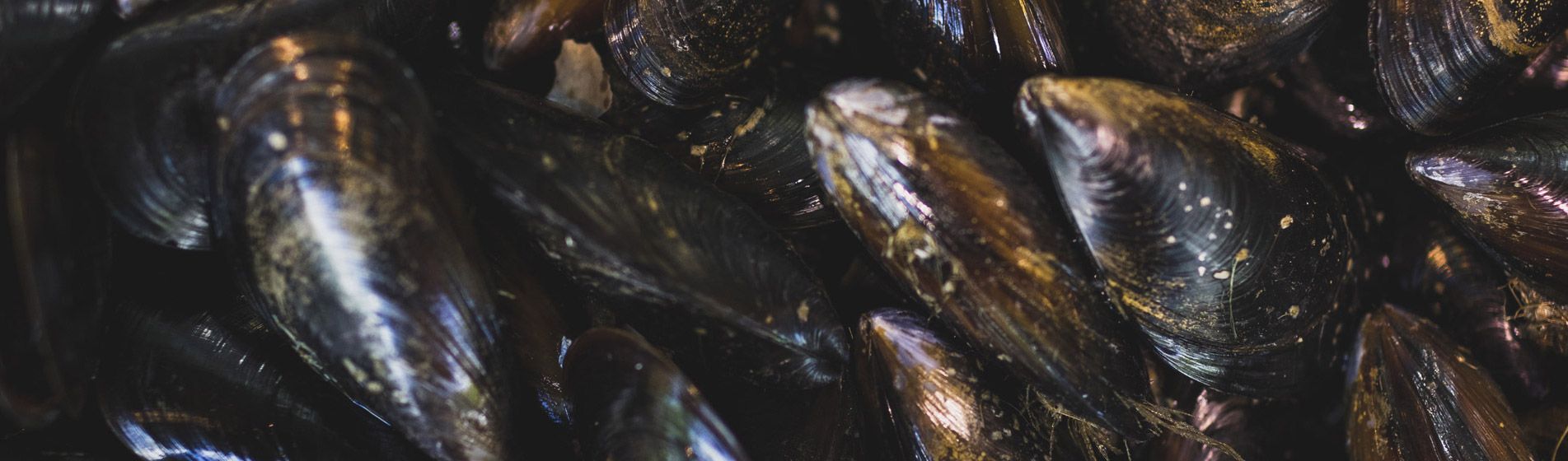 Livraison coquillage midi et soir