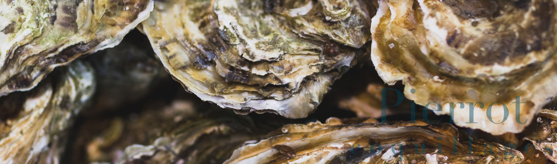 Livraison coquillage