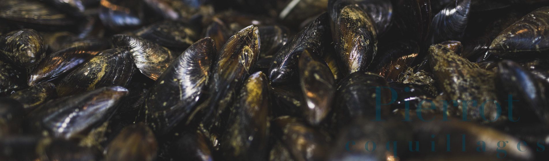 Vente a emporter coquillage