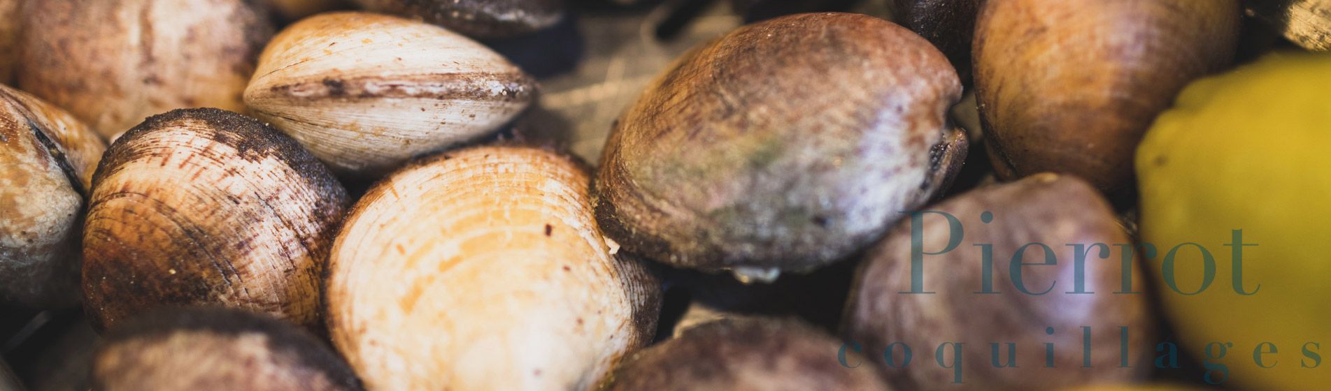 Commander coquillage