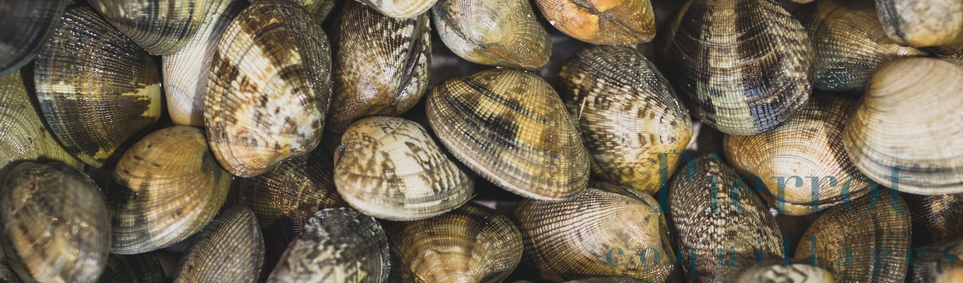 Coquillage Plan-De-Cuques (13380)