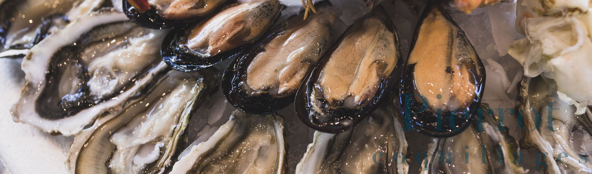 Coquillage Cassis (13260)