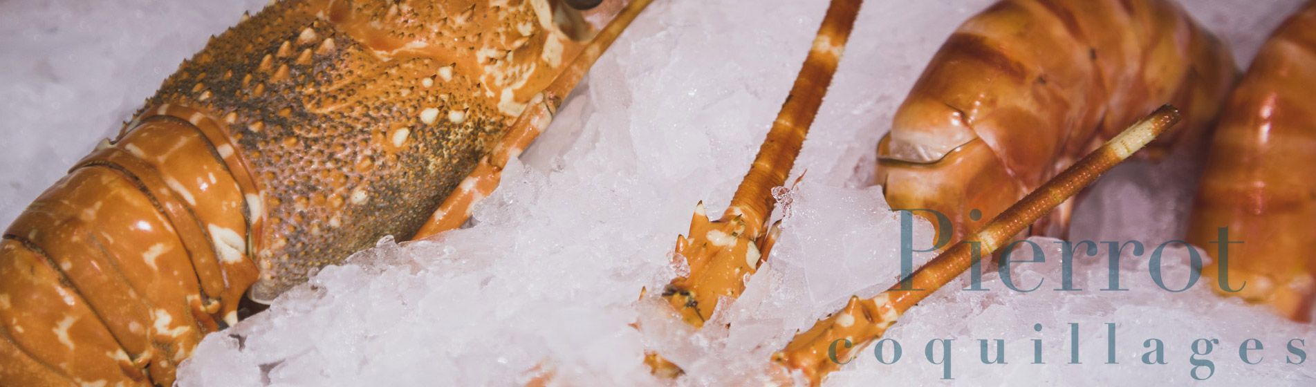 Commander coquillage