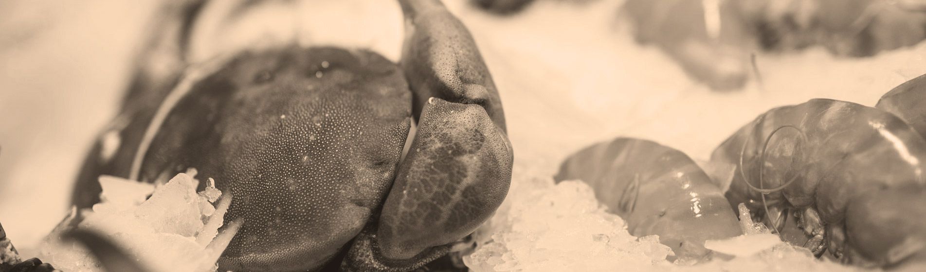 Crabe Plan-De-Cuques (13380)