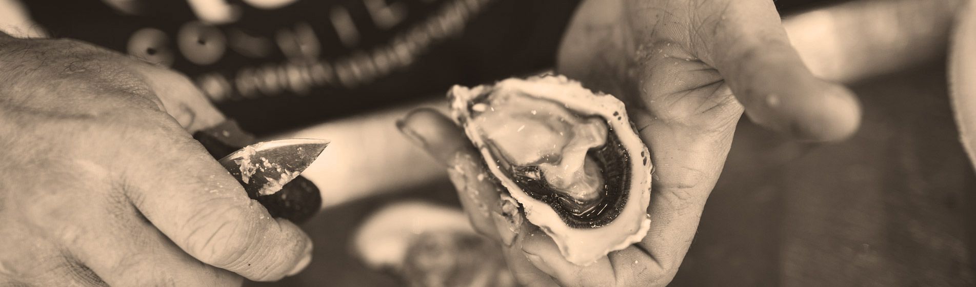 Crevette grise calambo