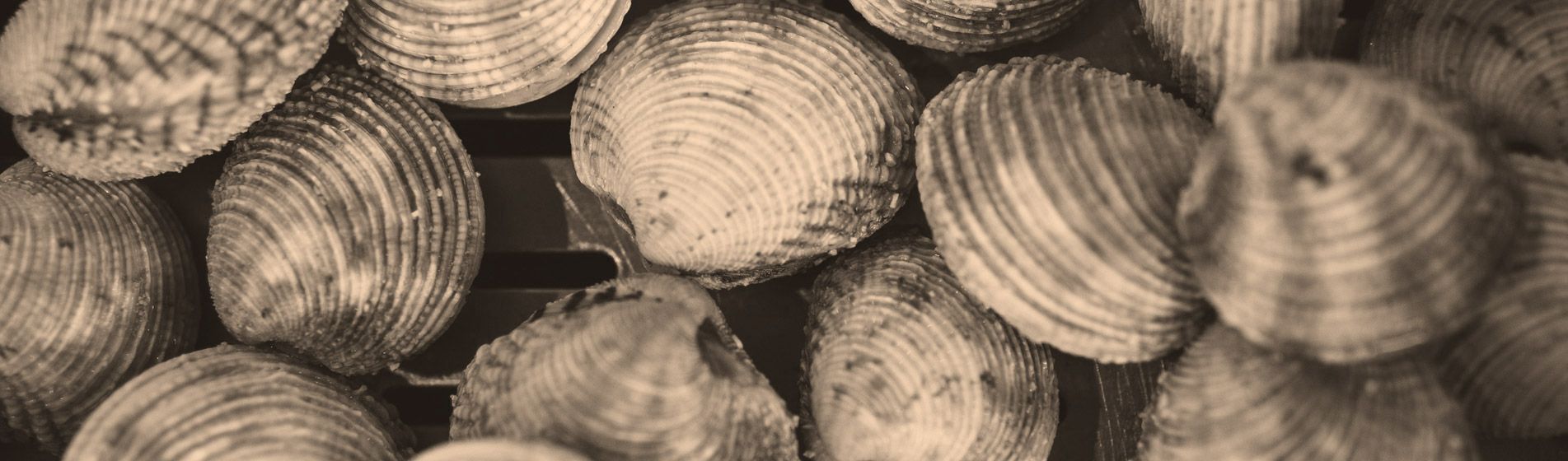 Crevette calibre 10/15 - 20/30 - 40/60