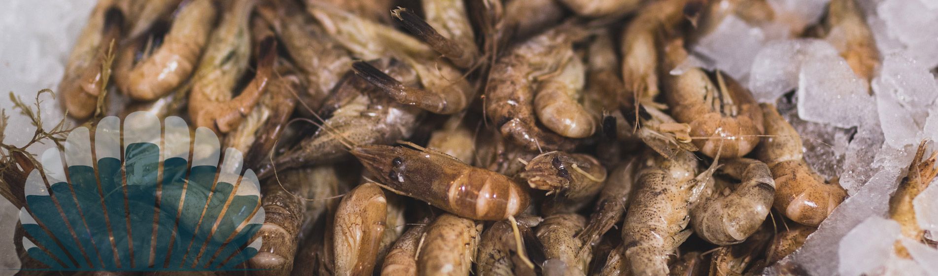 Acheter moule d'espagne