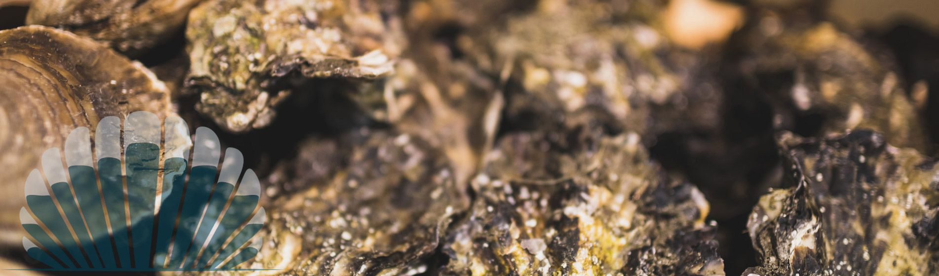 Acheter moule de bouchot aop