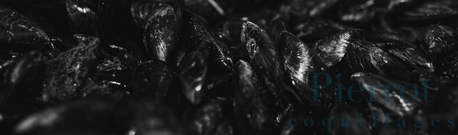 Livraison moule fraiche