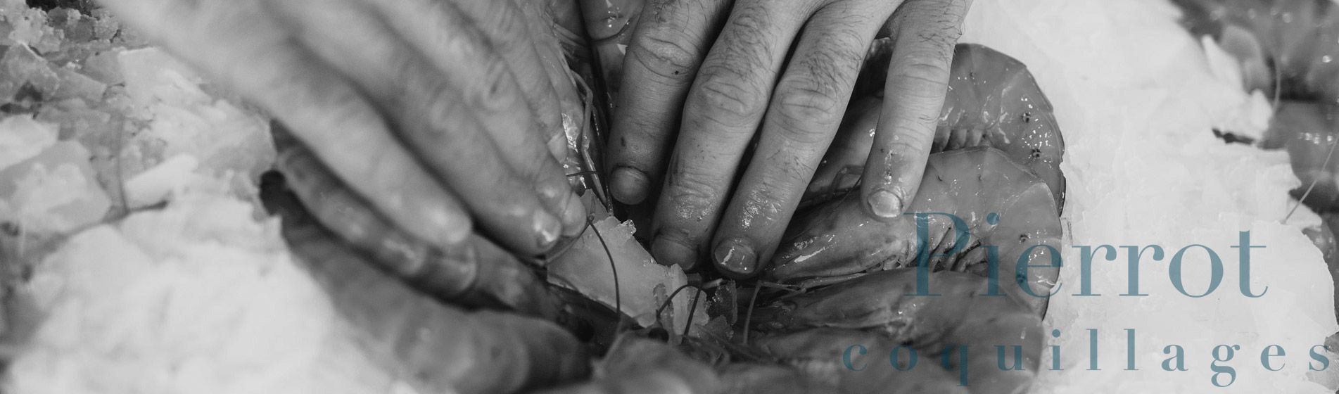 Acheter moule d'espagne