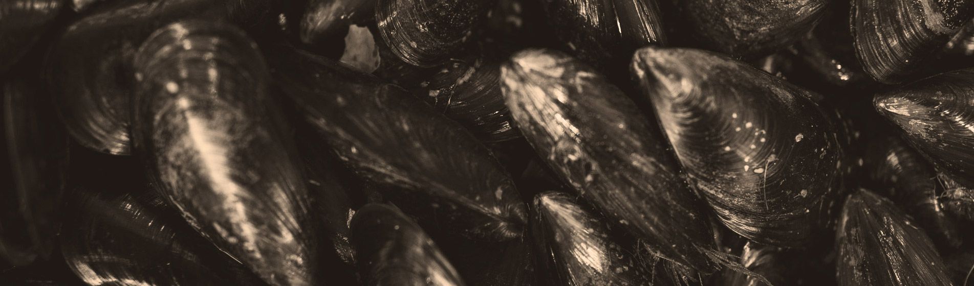 Acheter tourteau frais