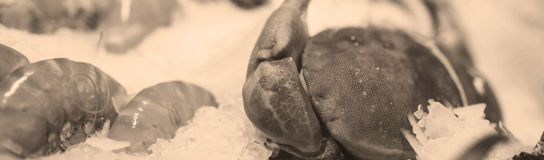 Acheter tourteau frais