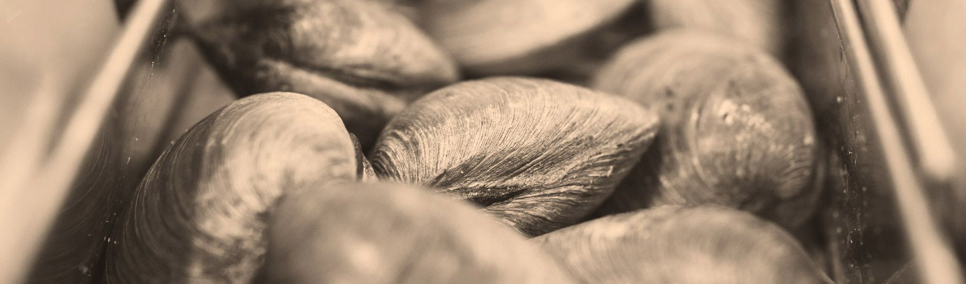 Prix tourteau de qualite