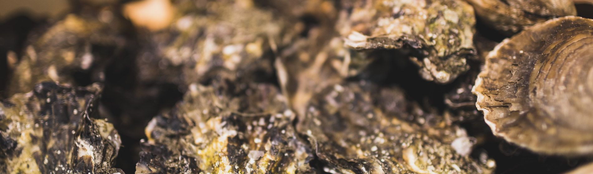 Poisson Marignane (13700)