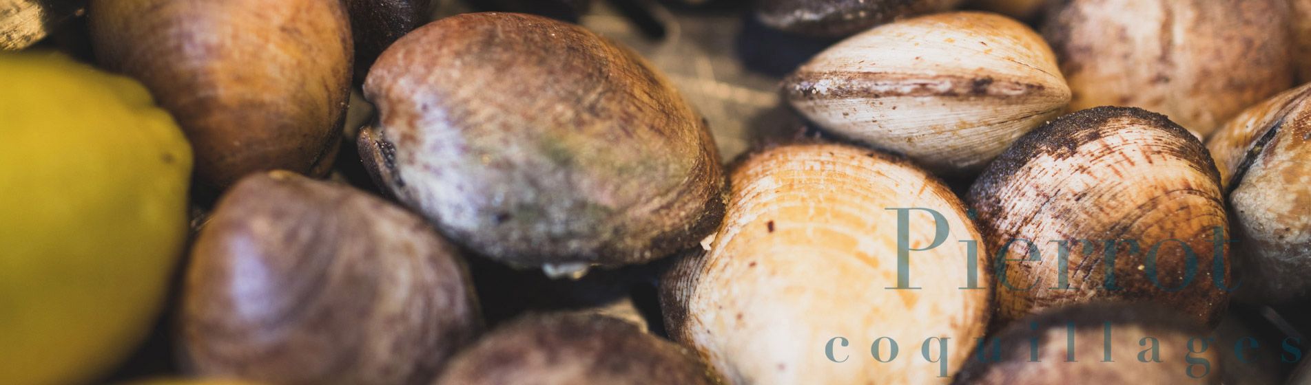 Resto coquillage cru