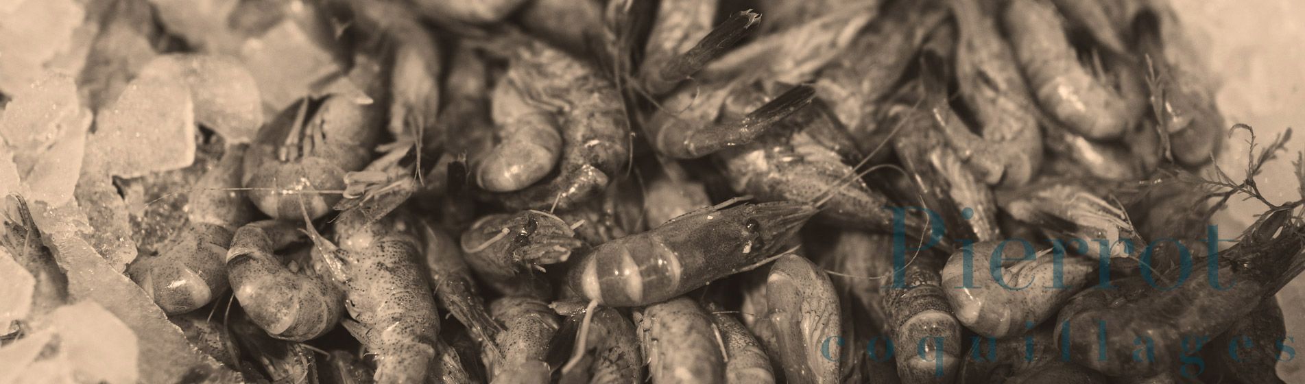 Crabe Marseille (13000)