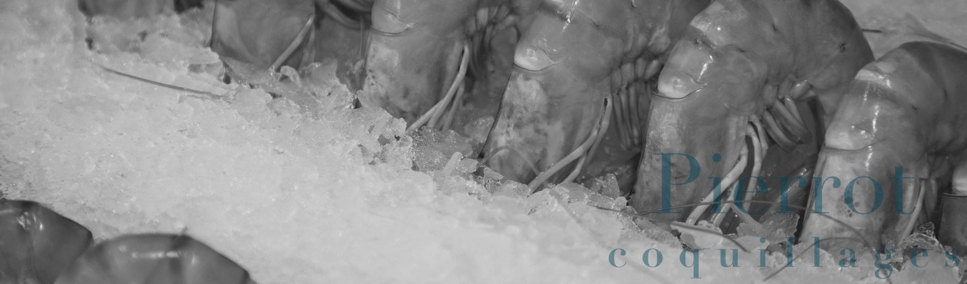 Degustation crevette grise calambo