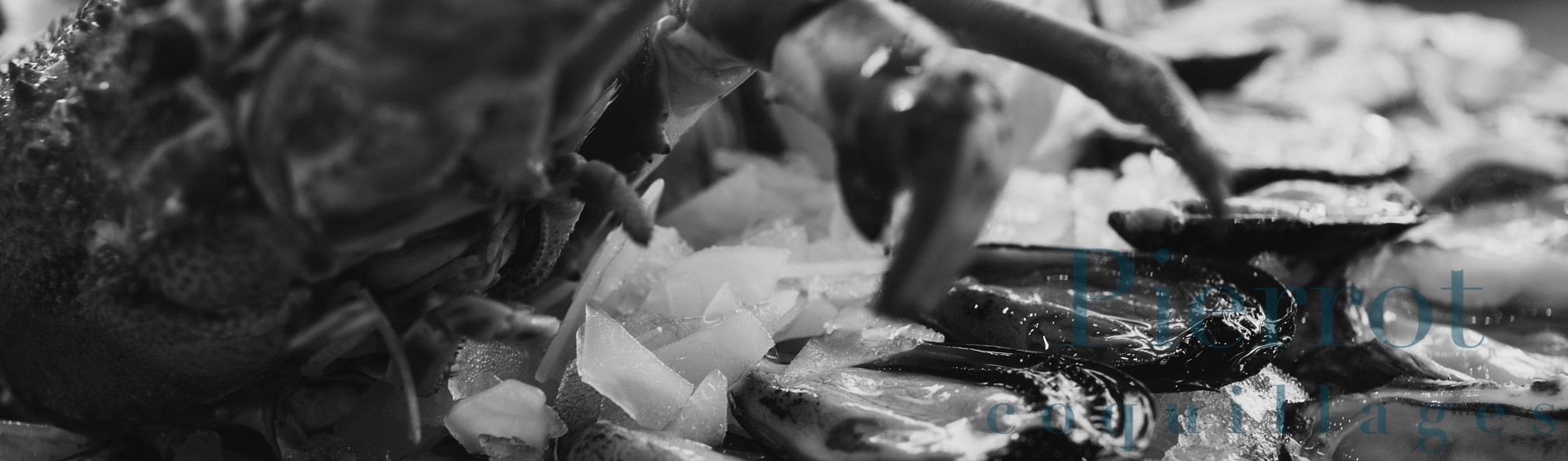 Degustation crevette grise calambo