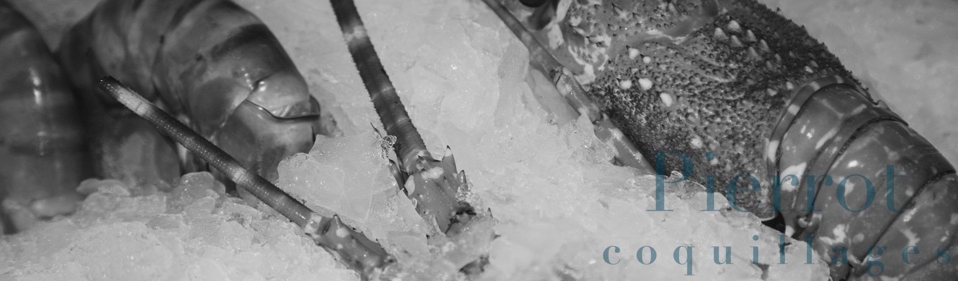 Degustation crevette grise calambo