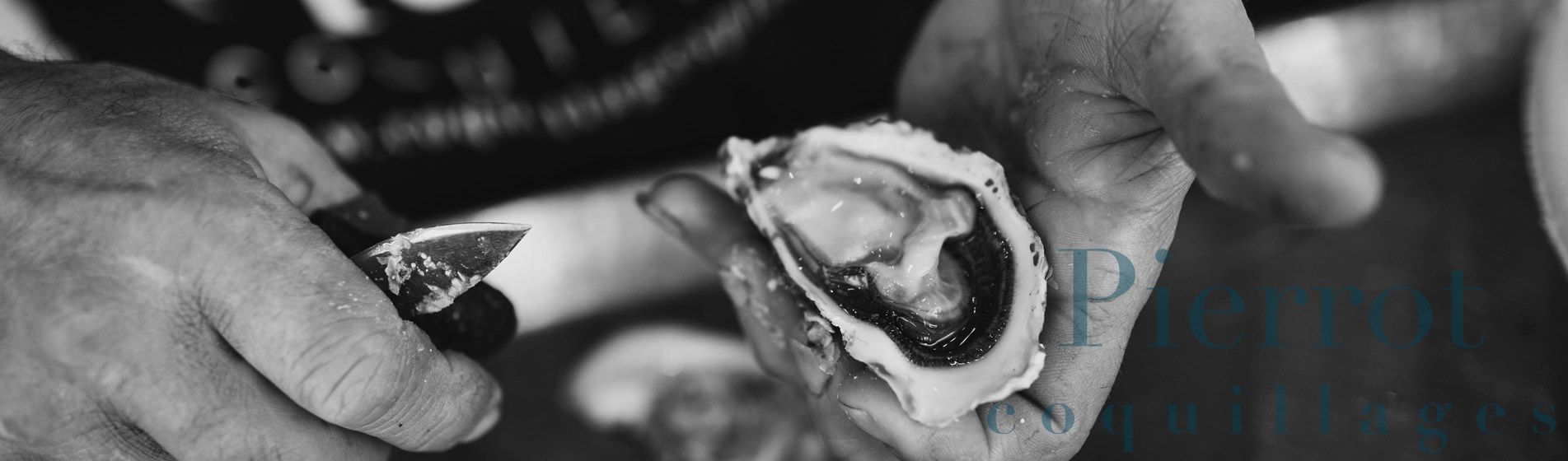 Degustation crevette grise calambo