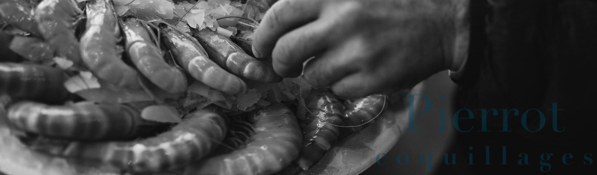 Degustation crevette grise calambo