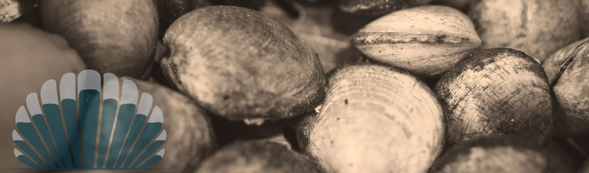 Plateau fruit de mer cru