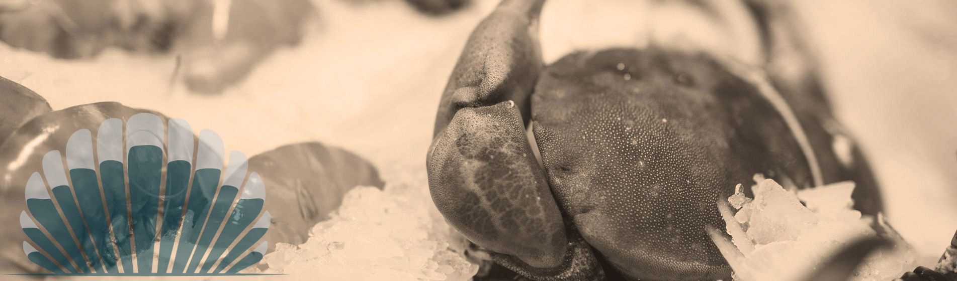 Plateau fruit de mer cru