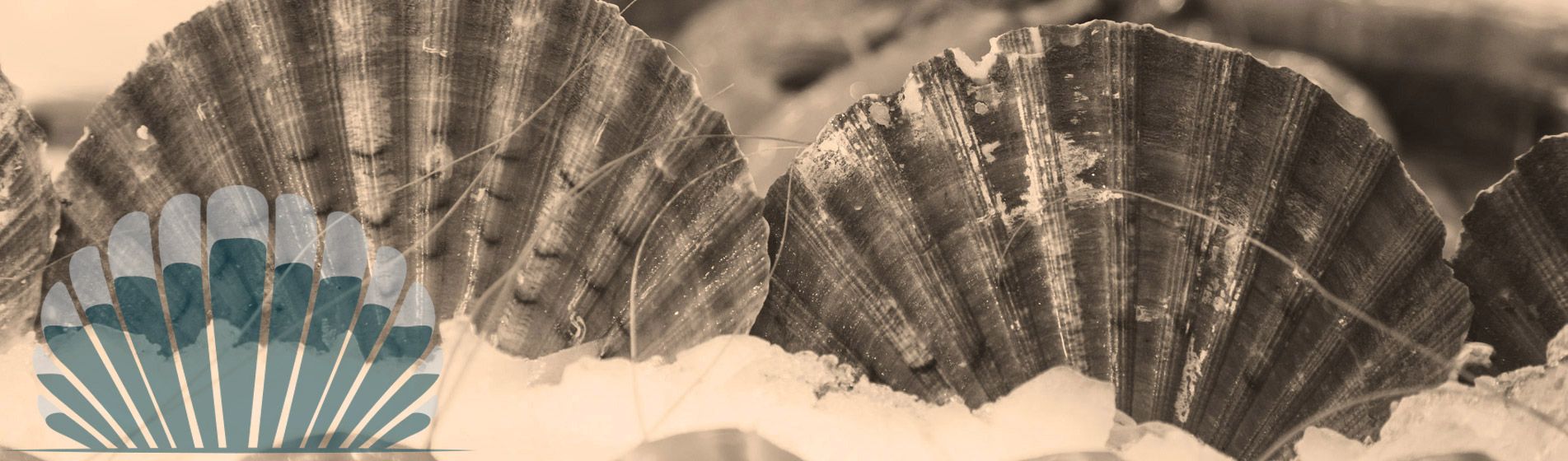 Degustation fruit de mer