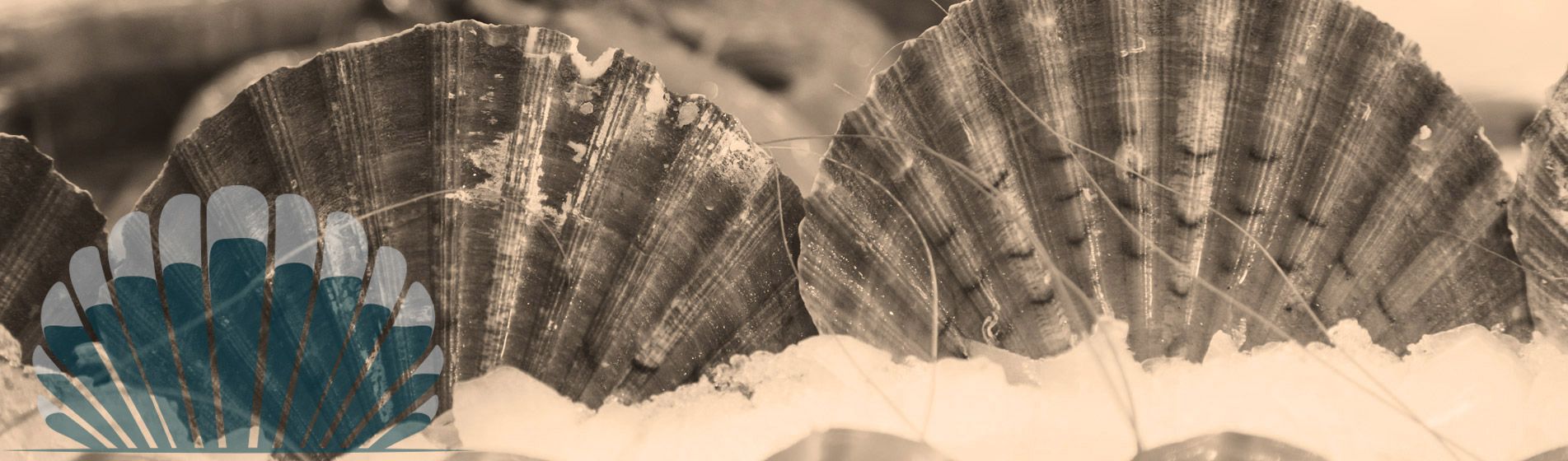 Plateau fruit de mer cru