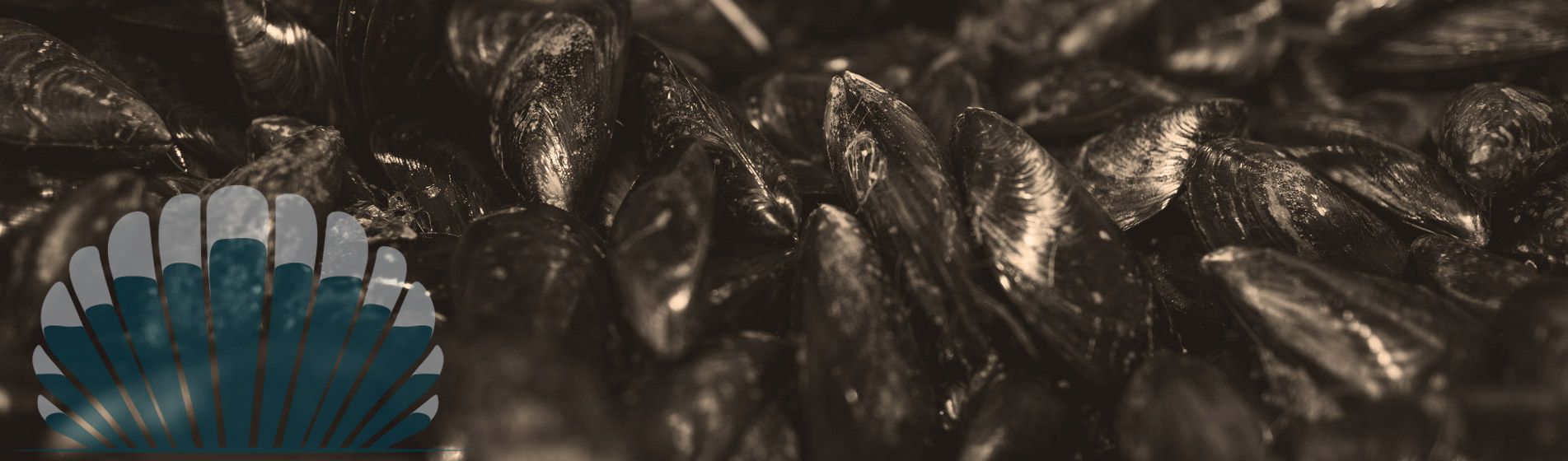 Plateau fruit de mer ouvert dimanche