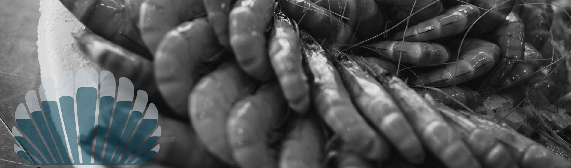 Homard Coudoux (13111)