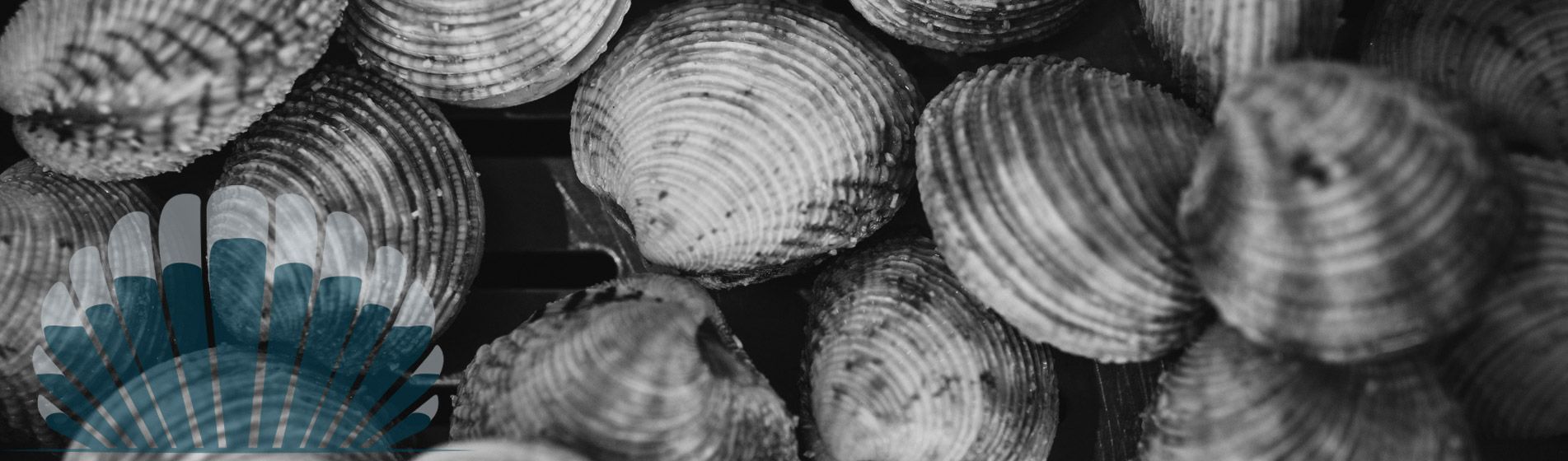 Huitre verte de claire