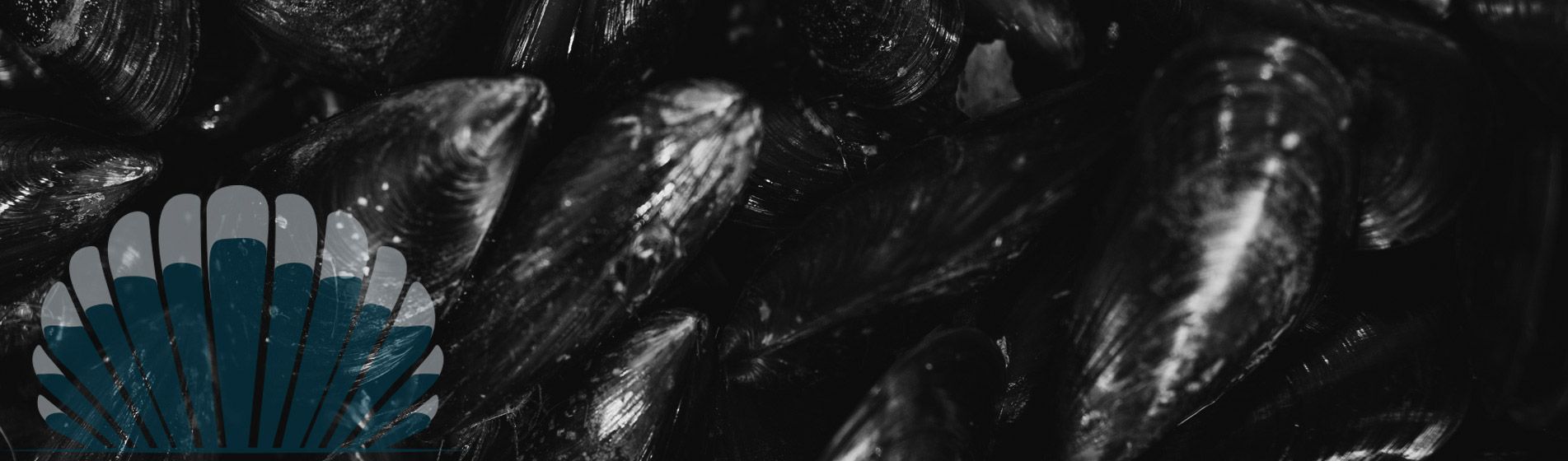 Degustation huitre bouzigues