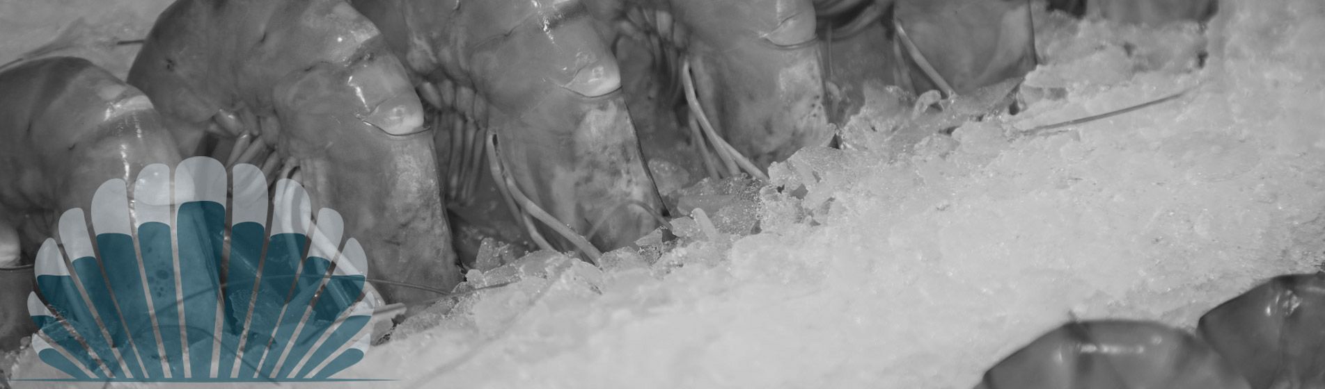 Degustation huitre verte de claire