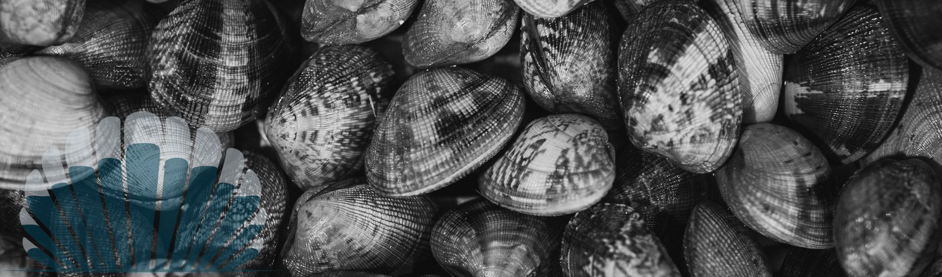 Huitre Peynier (13790)