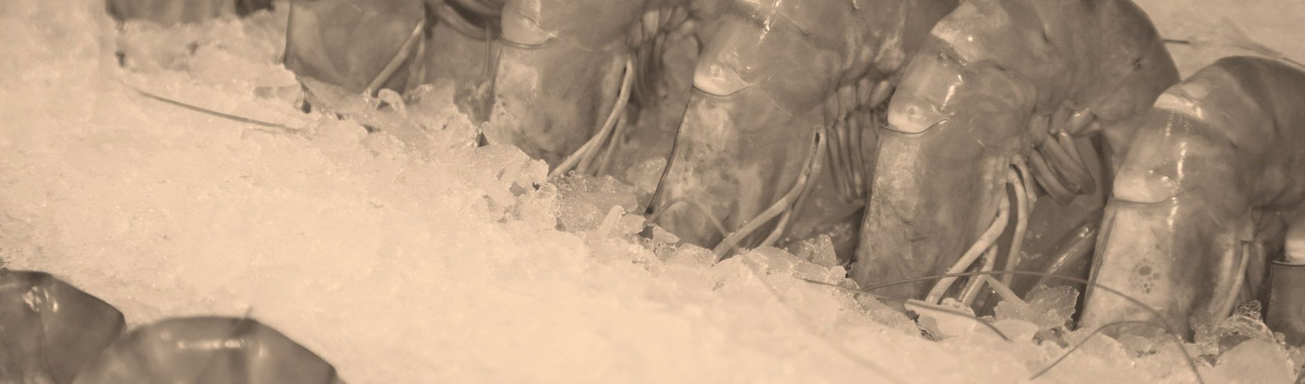 Degustation oursinade